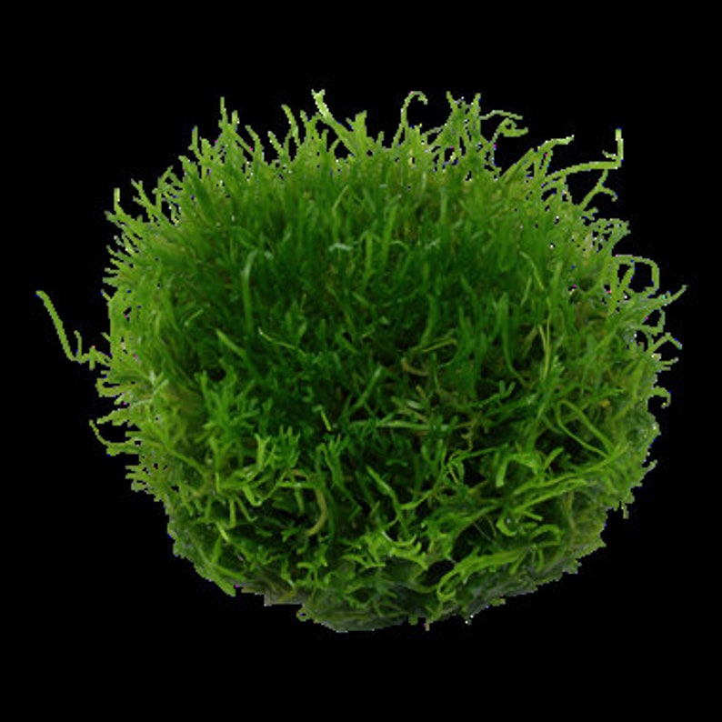 Riccia fluitans moss image 2