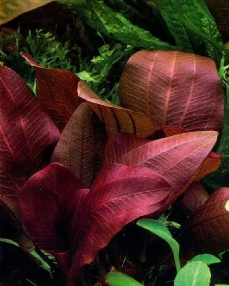 Tropica new plant Echinodorus 'Reni' image 6