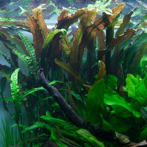 Cryptocoryne usteriana image 3