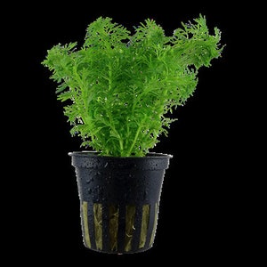 Limnophila sessiliflora X1 pot image 2