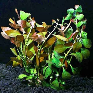 Ludwigia repens 'Rubin' image 3