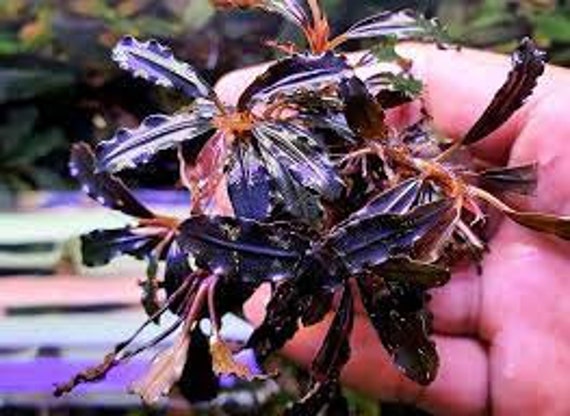 Bucephalandra Sp. 'needle Leaf' - Etsy Bucephalandra Sp. 'needle Leaf' - Etsy