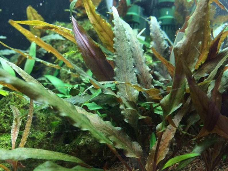 Cryptocoryne wendtii 'Tropica image 3