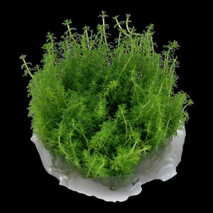 Myriophyllum sp. 'Guyana' image 2