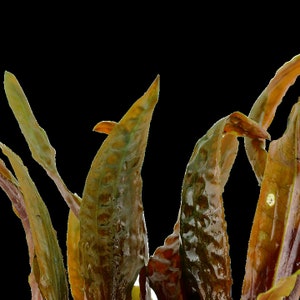 Cryptocoryne usteriana image 2