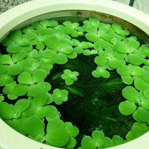 Pistia stratiotes Dwarf Water Lettuce image 2