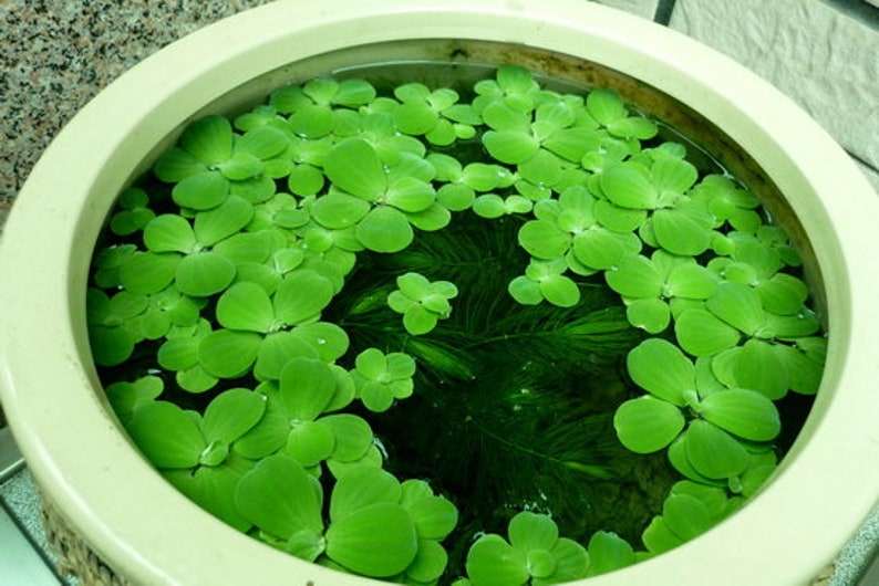 Pistia stratiotes Dwarf Water Lettuce image 2