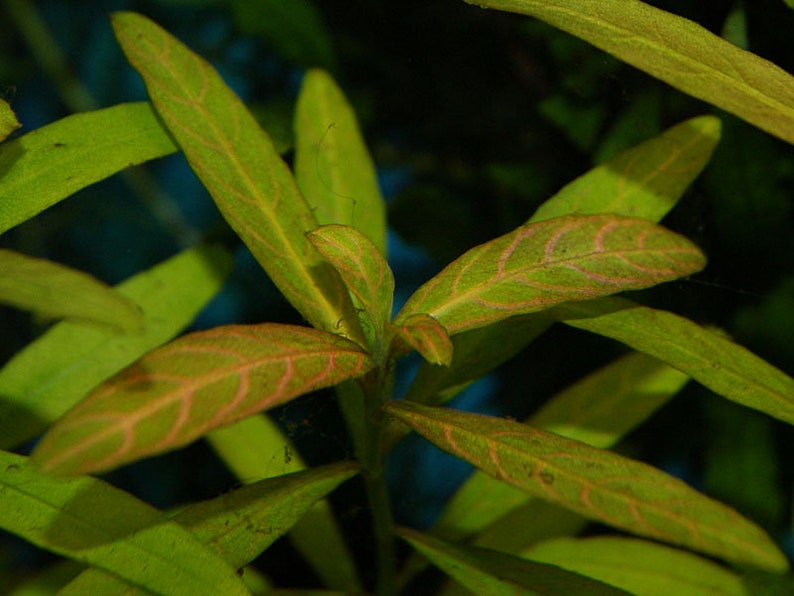 Hygrophila polysperma tiger image 3