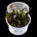 see more listings in the 1-2grow/cup plant section