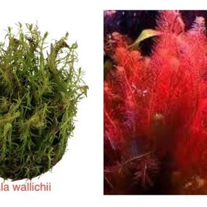 Rotala wallichii 1-2grow aquatic red plant