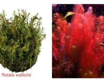 Rotala wallichii 1-2grow aquatic red plant