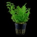 see more listings in the pot plant section