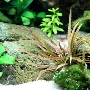 Cryptocoryne albida 'Brown' X1 pot image 4