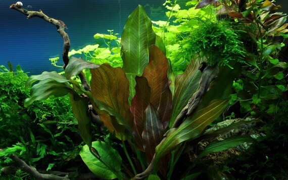 plante aquarium tropica