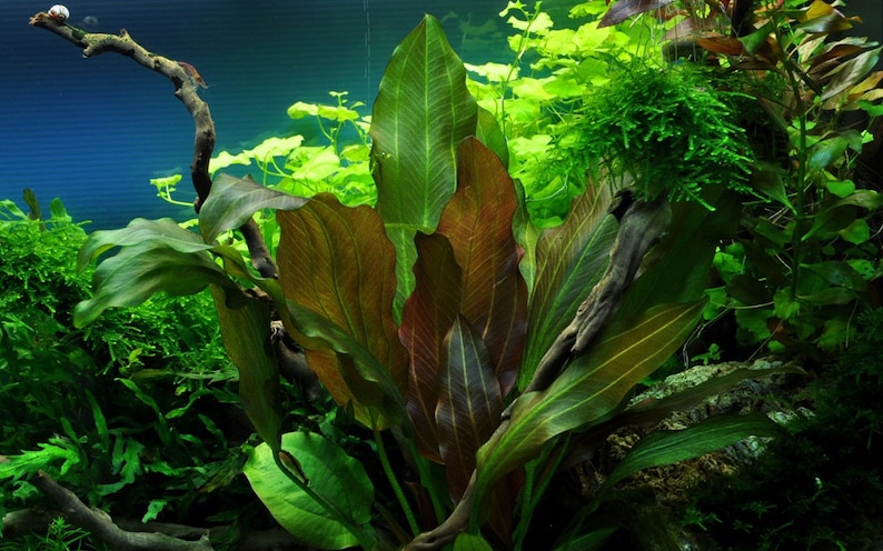 Tropica new plant Echinodorus 'Reni' image 2