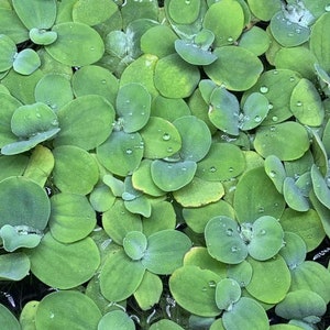 Pistia stratiotes Dwarf Water Lettuce image 3