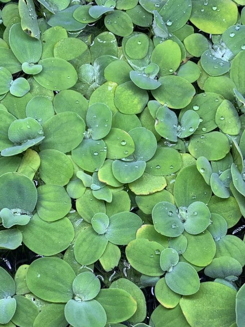 Pistia stratiotes Dwarf Water Lettuce image 3