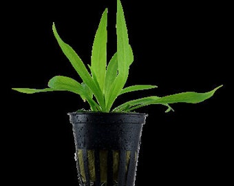 Helanthium bolivianum 'Quadricostatus' green aquatic plant  easy to keep
