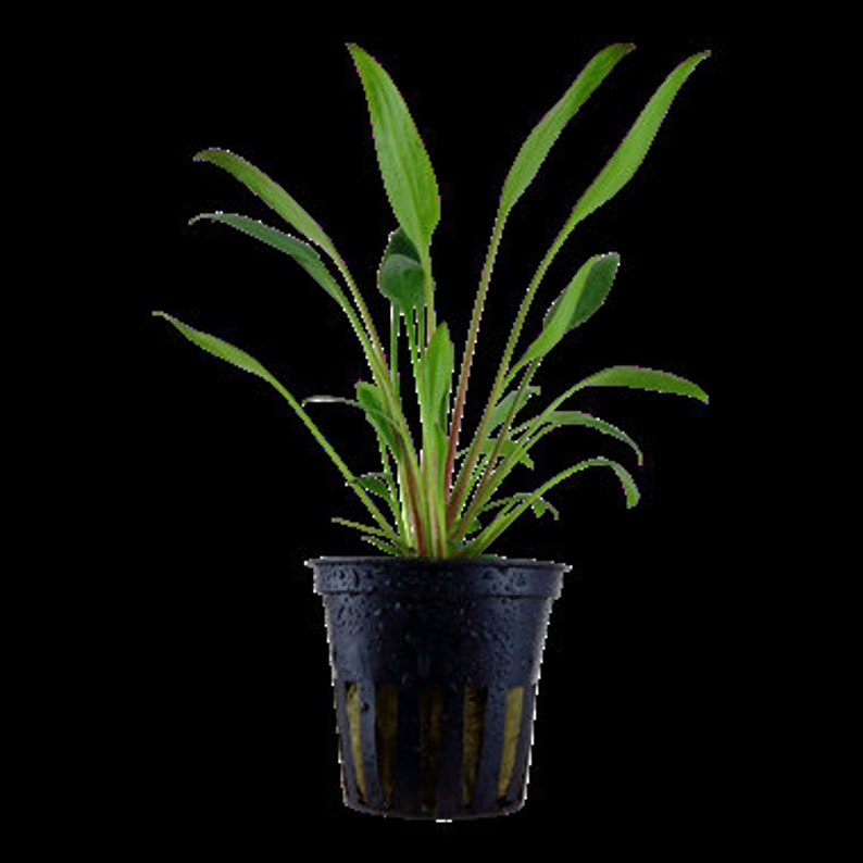 Cryptocoryne x willisii X1pot individual package image 2