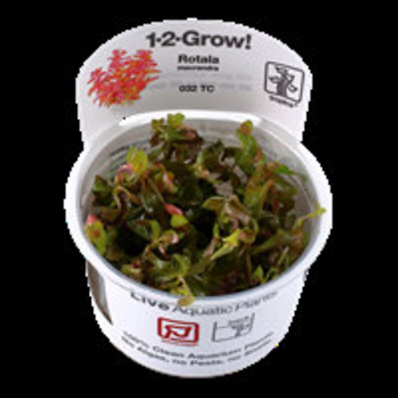 Rotala macrandra red aquatic plant 1-2grow young plant 4oz package image 2