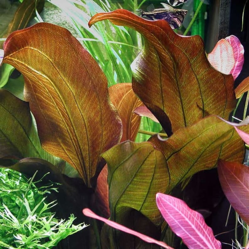 Tropica new plant Echinodorus 'Reni' image 7