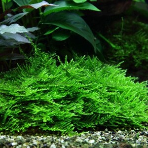 Taxiphyllum 'Spiky' moss image 3