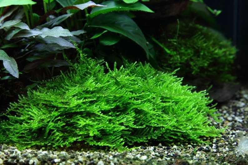 Taxiphyllum 'Spiky' moss image 3