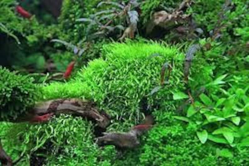 Utricularia graminifolia carpet grass image 6