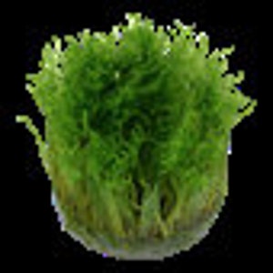 Taxiphyllum 'Spiky' moss image 2