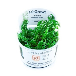 Tropica new plant Rotala rotundifolia 'Green' image 1