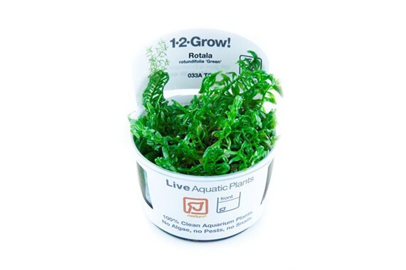 Tropica new plant Rotala rotundifolia 'Green' image 1