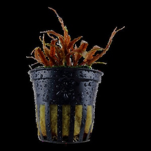 Cryptocoryne albida 'Brown' X1 pot image 1