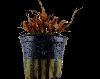 Cryptocoryne albida 'Brown' X1 pot