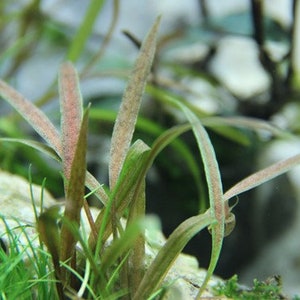 Cryptocoryne albida 'Brown' X1 pot image 5