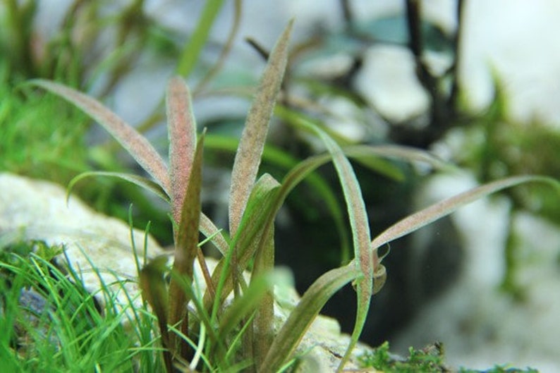 Cryptocoryne albida 'Brown' X1 pot image 5