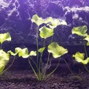 EASY to keep aquarium plant ,Nymphoides hydrophylla Taiwan image 5