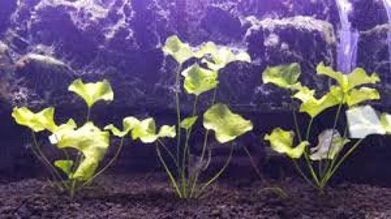EASY to keep aquarium plant ,Nymphoides hydrophylla Taiwan image 5