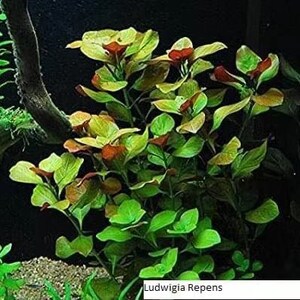 Ludwigia repens 'Rubin' image 2