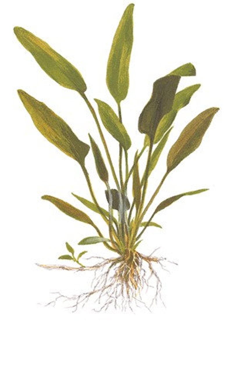 Cryptocoryne x willisii X1pot individual package image 5