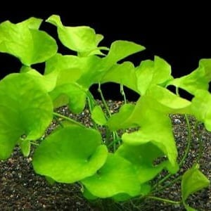EASY to keep aquarium plant ,Nymphoides hydrophylla Taiwan image 4
