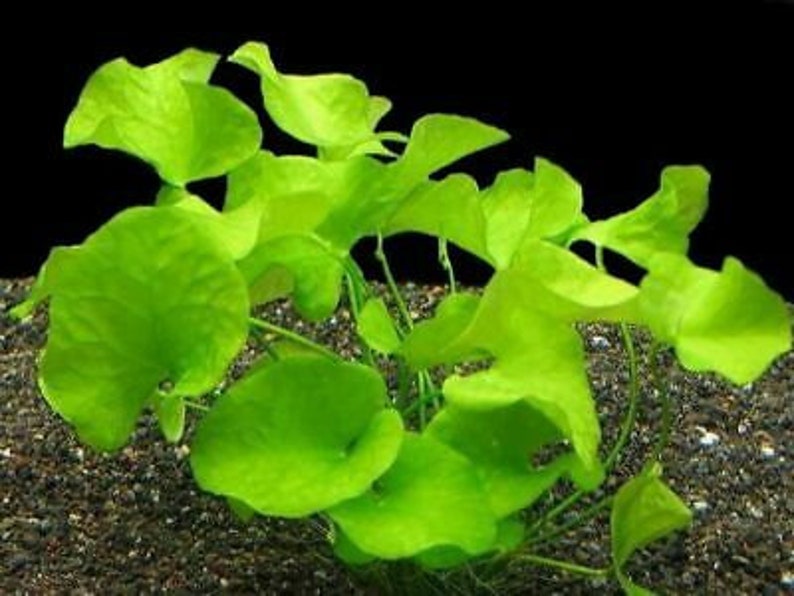 EASY to keep aquarium plant ,Nymphoides hydrophylla Taiwan image 4