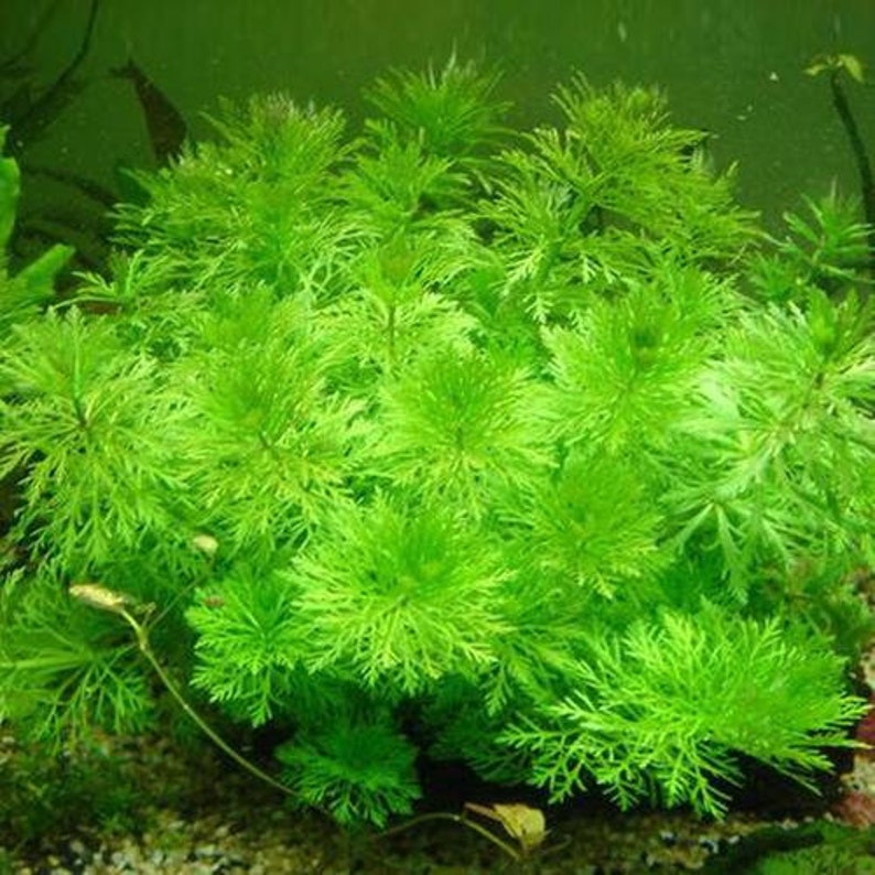 Limnophila sessiliflora X1 pot image 3