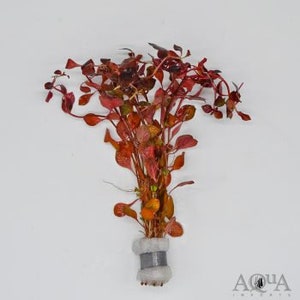 1bunches of Ludwigia palustris Super Red image 1