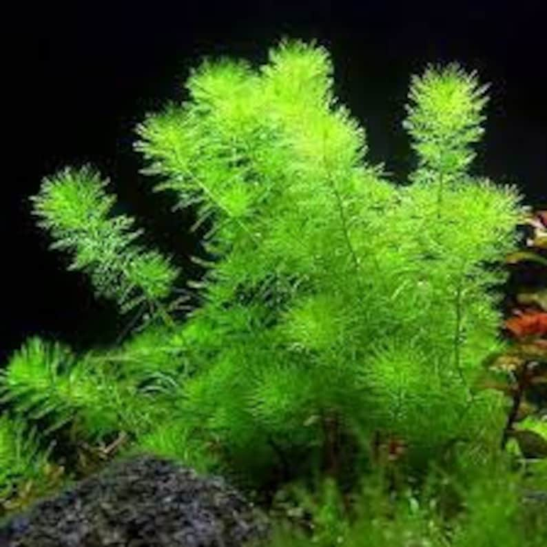 Myriophyllum sp. 'Guyana' image 6