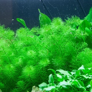 Myriophyllum sp. 'Guyana' image 3