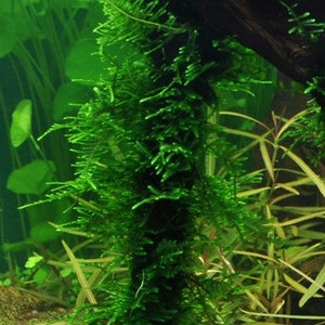 Taxiphyllum 'Spiky' moss image 4
