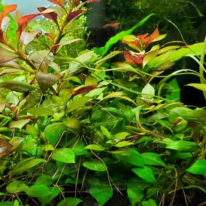 Ludwigia repens 'Rubin' image 4