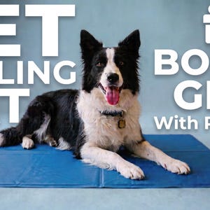 Op de afbeelding: Een zwart-witte hond ligt op een rechthoekige blauwe koelmat. De tekst PET COOLING MAT staat links en BONUS GIFT With Purchase met een cadeau-icoon staat rechts. De hond draagt een halsband met een penning en de tong hangt uit de bek.