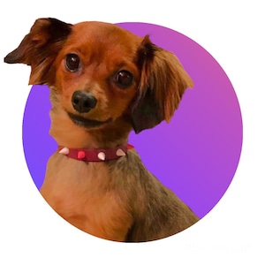 May include: A small, brown and black dog with long fur is wearing a red studded collar. The dog is looking at the camera with a playful expression. The dog is in front of a purple and blue gradient background.