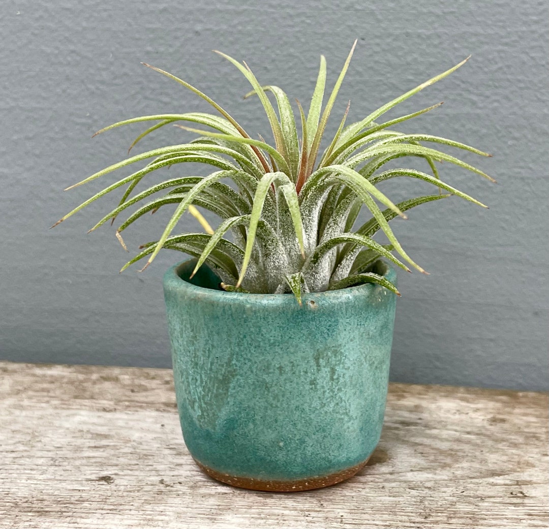 Air Plant Vase / Green Vase / Air Plant Pottery / Plant Art / Etsy